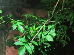 Cladomorphus phyllinus