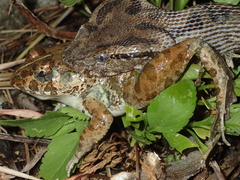 Fejervarya sakishimensis