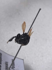 Scaptotrigona luteipennis