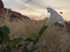 Datura wrightii
