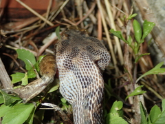 Protobothrops elegans