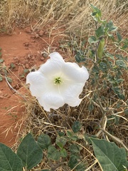 Datura wrightii