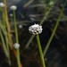 Common Pipewort - Photo (c) John Scholze, some rights reserved (CC BY-NC), uploaded by John Scholze