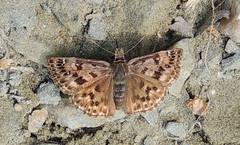 Erynnis martialis