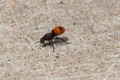 Dasymutilla clotho