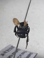 Scaptotrigona luteipennis