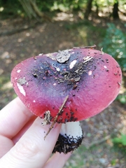 Russula persanguinea