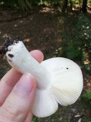Russula persanguinea