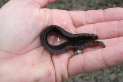 Pholis gunnellus