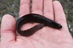 Pholis gunnellus