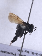 Scaptotrigona luteipennis