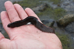 Pholis gunnellus