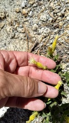 Silene parishii