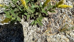 Silene parishii