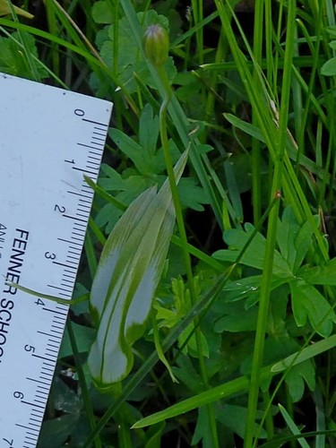 Image of Pterostylis falcata by (c) Max Campbell, some rights reserved (CC BY)