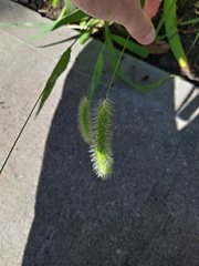 Setaria