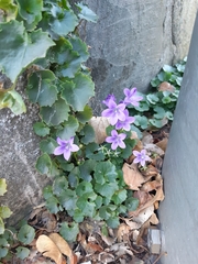 Campanula poscharskyana