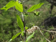 Acalypha filipes