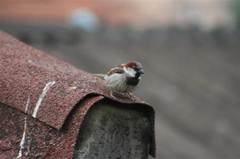 Passer domesticus