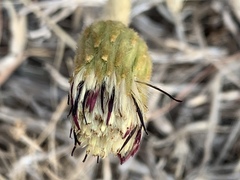 Gerbera piloselloides