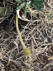 Gerbera piloselloides