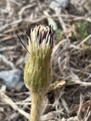 Gerbera piloselloides