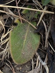 Gerbera piloselloides