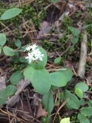 Hylotelephium maximum ruprechtii