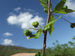 Acalypha filipes