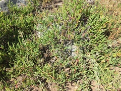 Ruschia klipbergensis