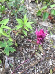 Castilleja raupii