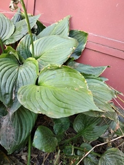 Hosta plantaginea