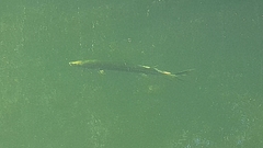 Acipenser medirostris