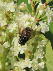 Graphomya minor