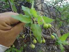 Bursera epinnata