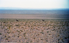 Gazella subgutturosa