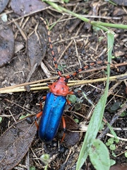 Stenaspis verticalis insignis