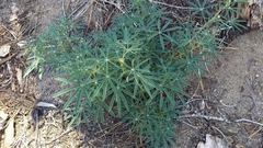 Lupinus hyacinthinus