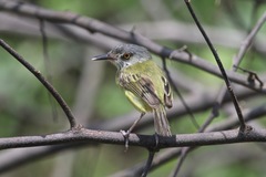 Todirostrum maculatum