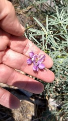 Lupinus hyacinthinus