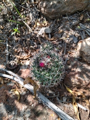 Mammillaria polythele