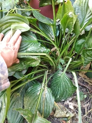 Hosta plantaginea