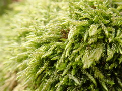 Scleropodium cespitans