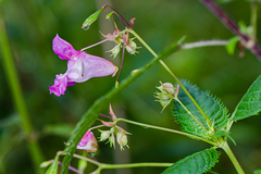 Impatiens glandulifera