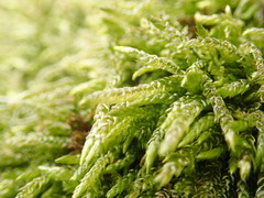 Scleropodium cespitans