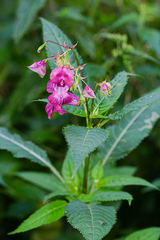 Impatiens glandulifera