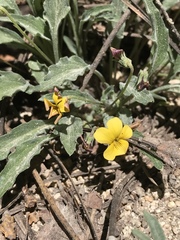 Viola pinetorum