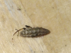 Noctuidae