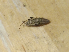 Noctuidae