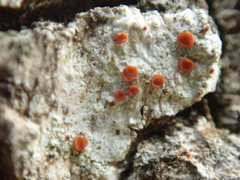 Athallia pyracea